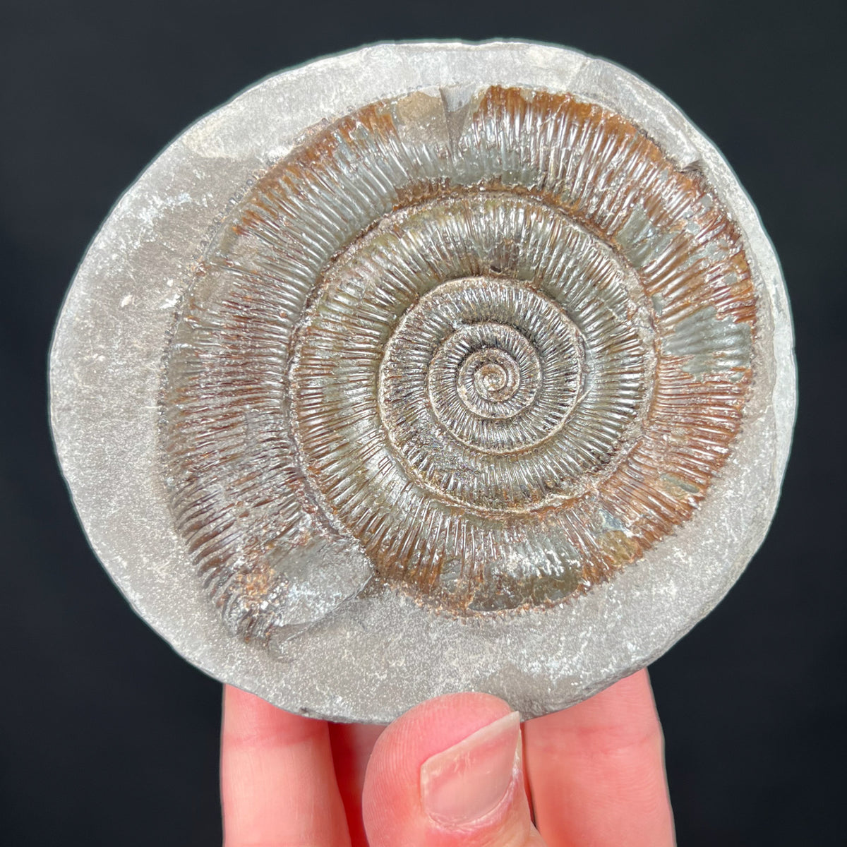 Dactylioceras Ammonite Fossil Concretion