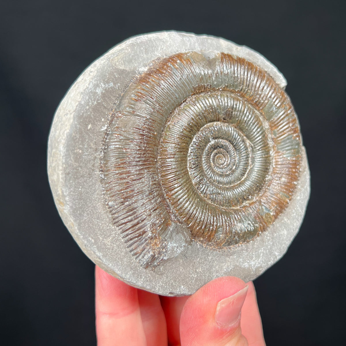 Dactylioceras Fossil Ammonite Concretion
