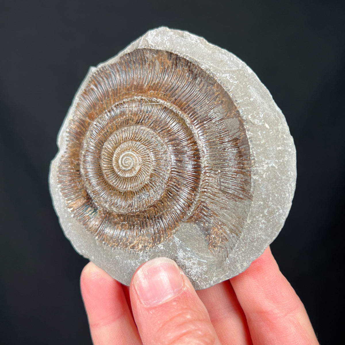 Dactylioceras Ammonite Fossil Concretion