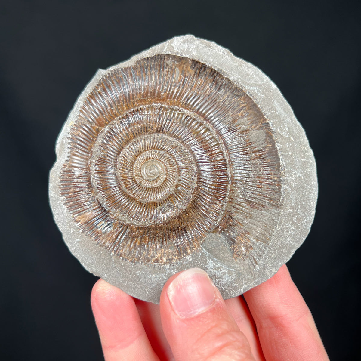 Cast of Dactylioceras Ammonite Fossil