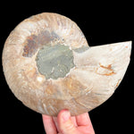 Exterior of Large Ammonite Shell Fossil