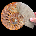 Cleoniceras Ammonite Fossil from Madagascar
