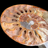 Growth Chambers Inside Cleoniceras Ammonite Shell Fossil