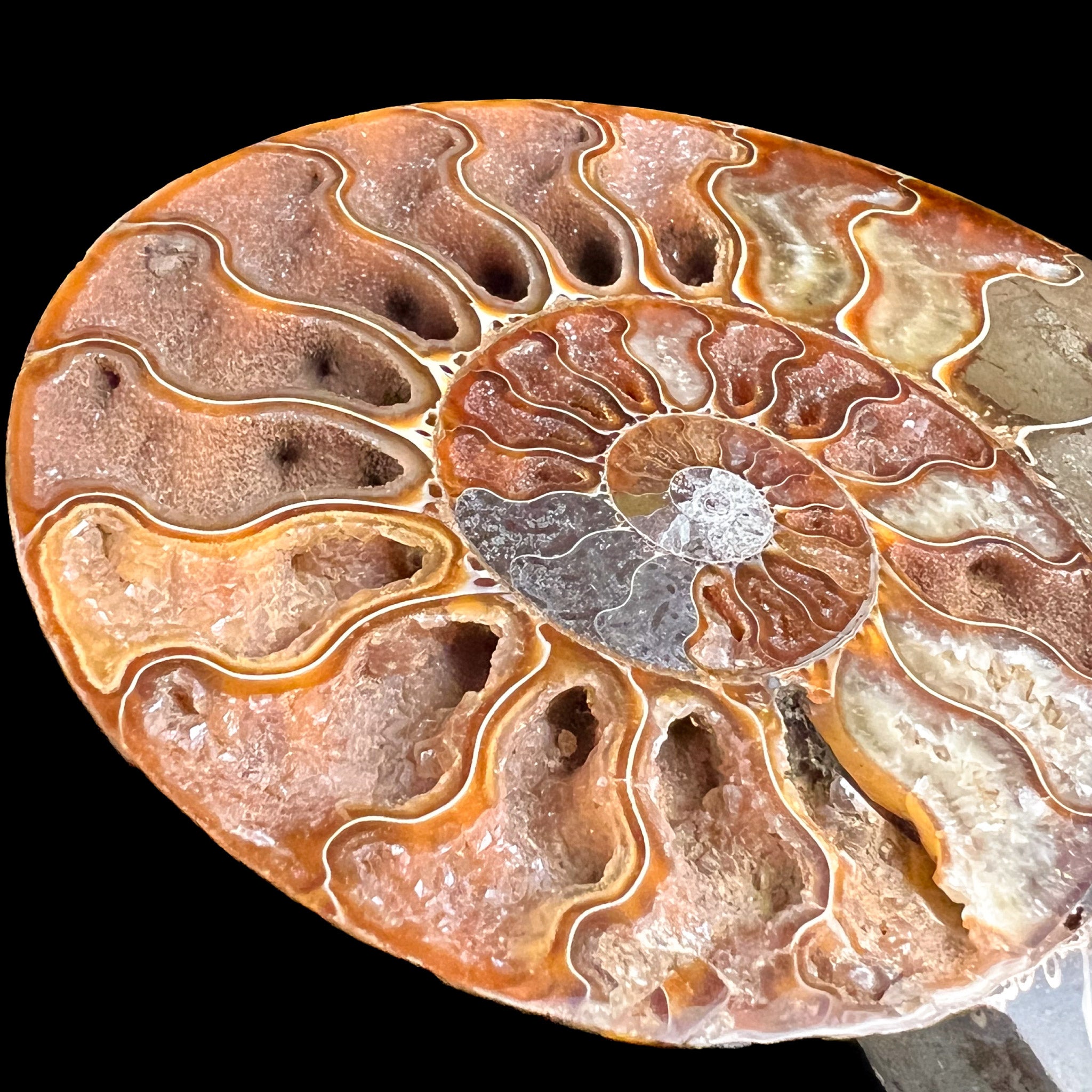 Growth Chambers Inside Cleoniceras Ammonite Shell Fossil