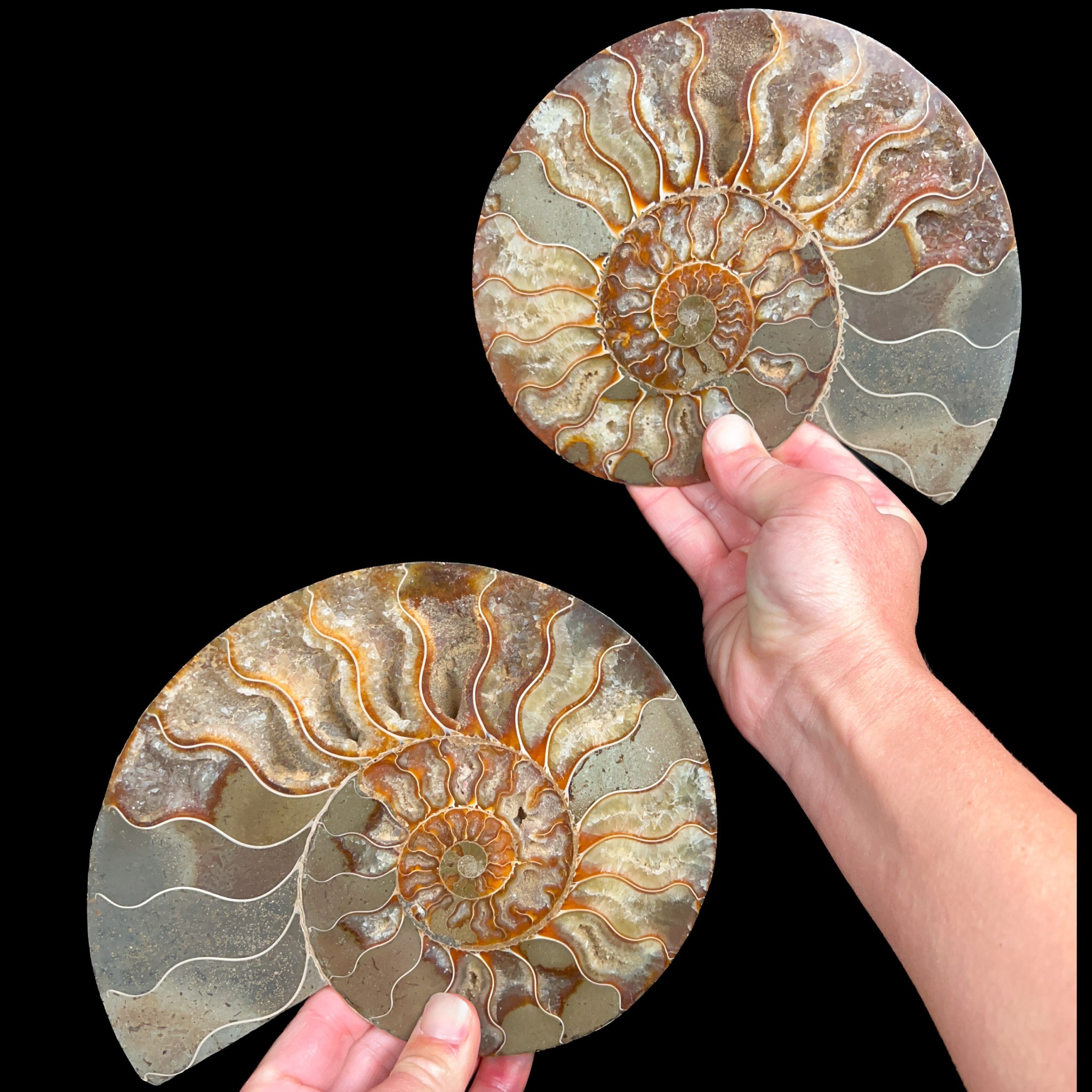 Cleoniceras Ammonite Fossil Pair
