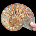Interior Growth Chambers of Cleoniceras Ammonite
