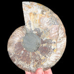 Exterior of Cleoniceras Ammonite Fossil Shell