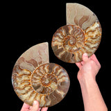 Large Fossil Ammonite Pair Cut and Polished