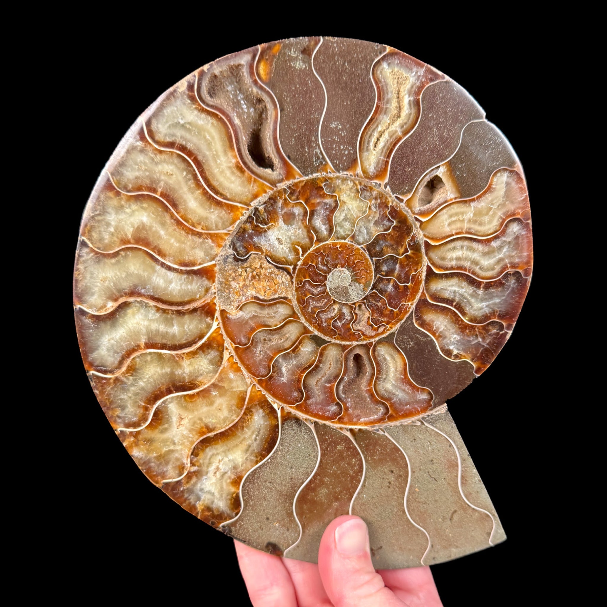 Large Fossilized Ammonite Shell