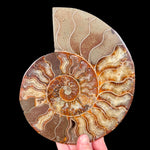 Large Fossil Ammonite Shell from Madagascar