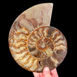 Large Fossil Ammonite Shell from Madagascar