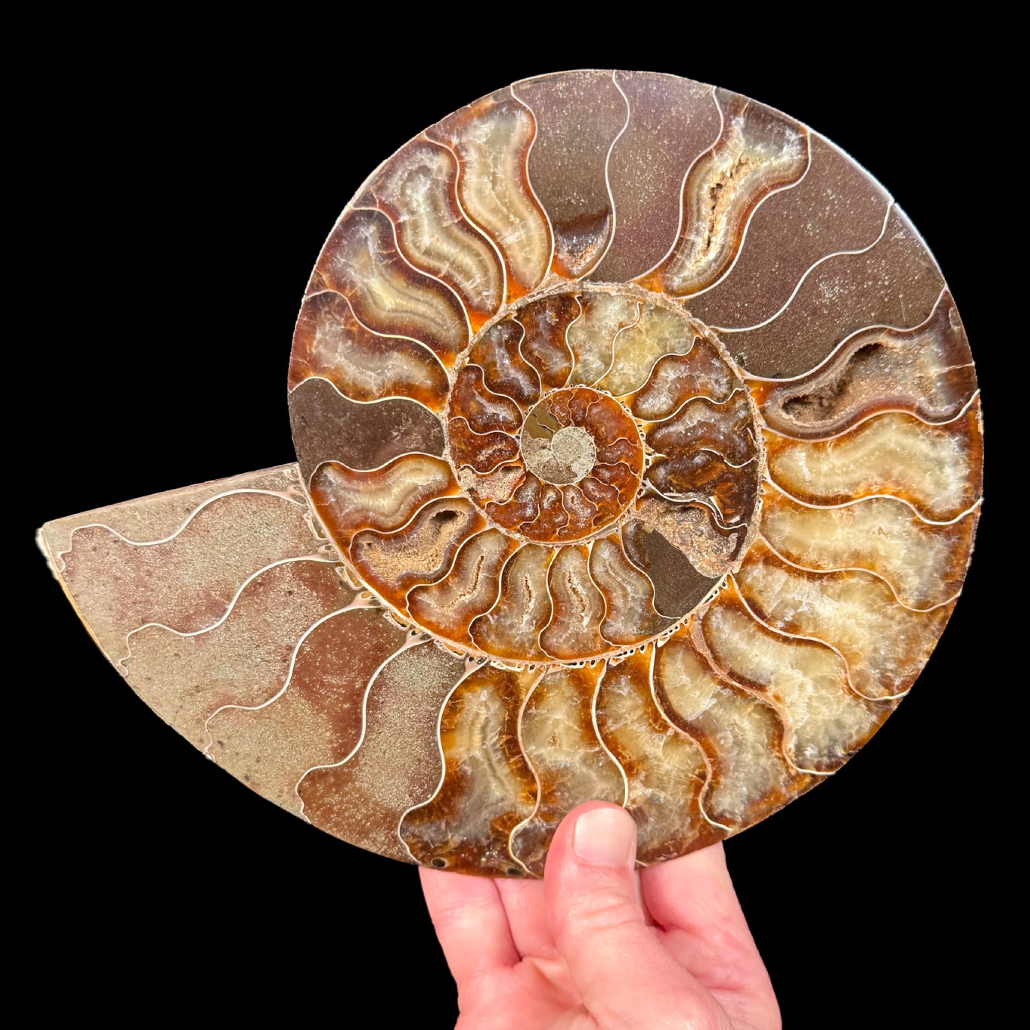 Large Fossil Ammonite Shell