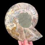 Exterior of large Ammonite shell 