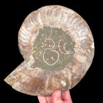 Exterior of Large Ammonite Shell