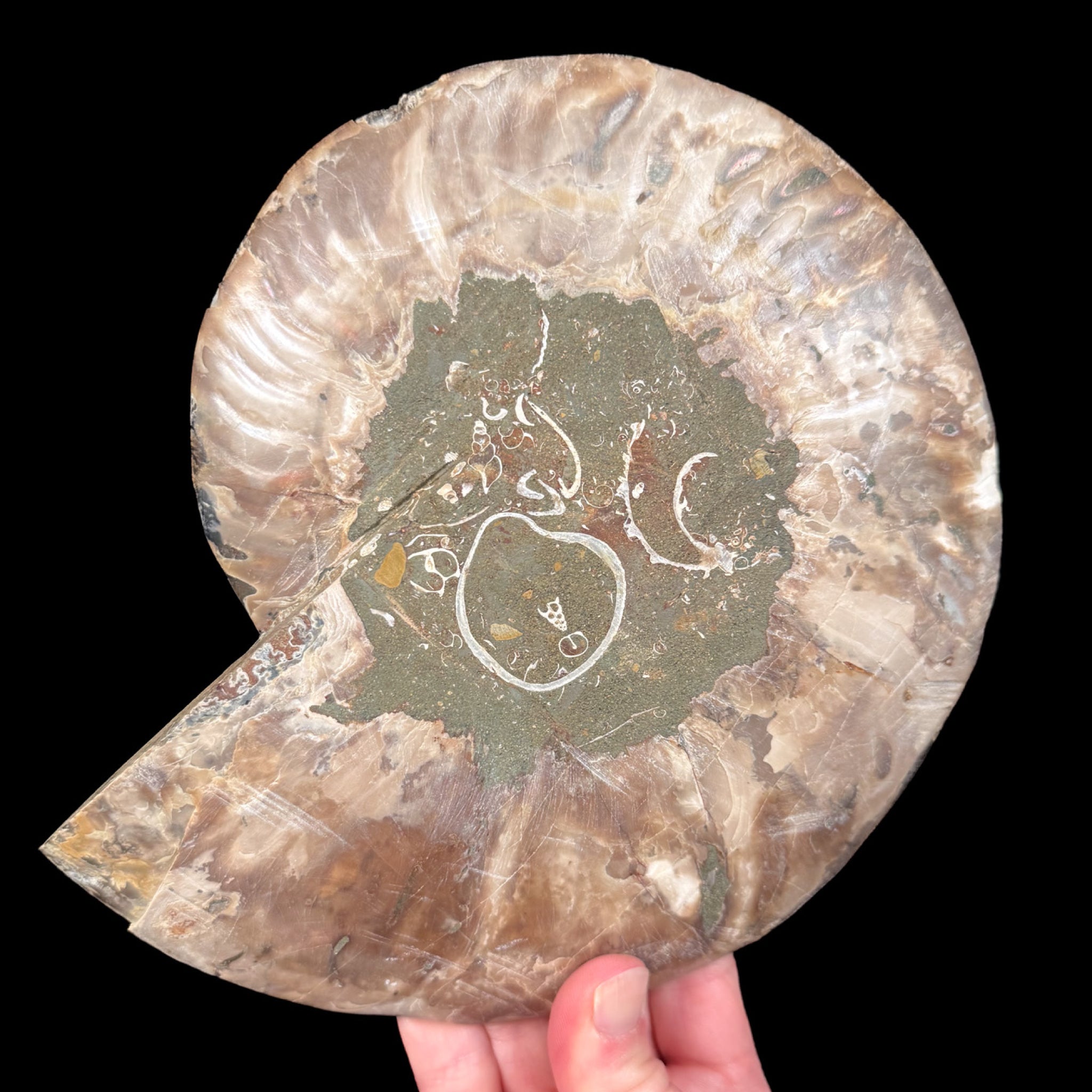 Exterior of Large Ammonite Shell