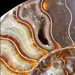 Close up of Calcite crystals inside Ammonite Fossil