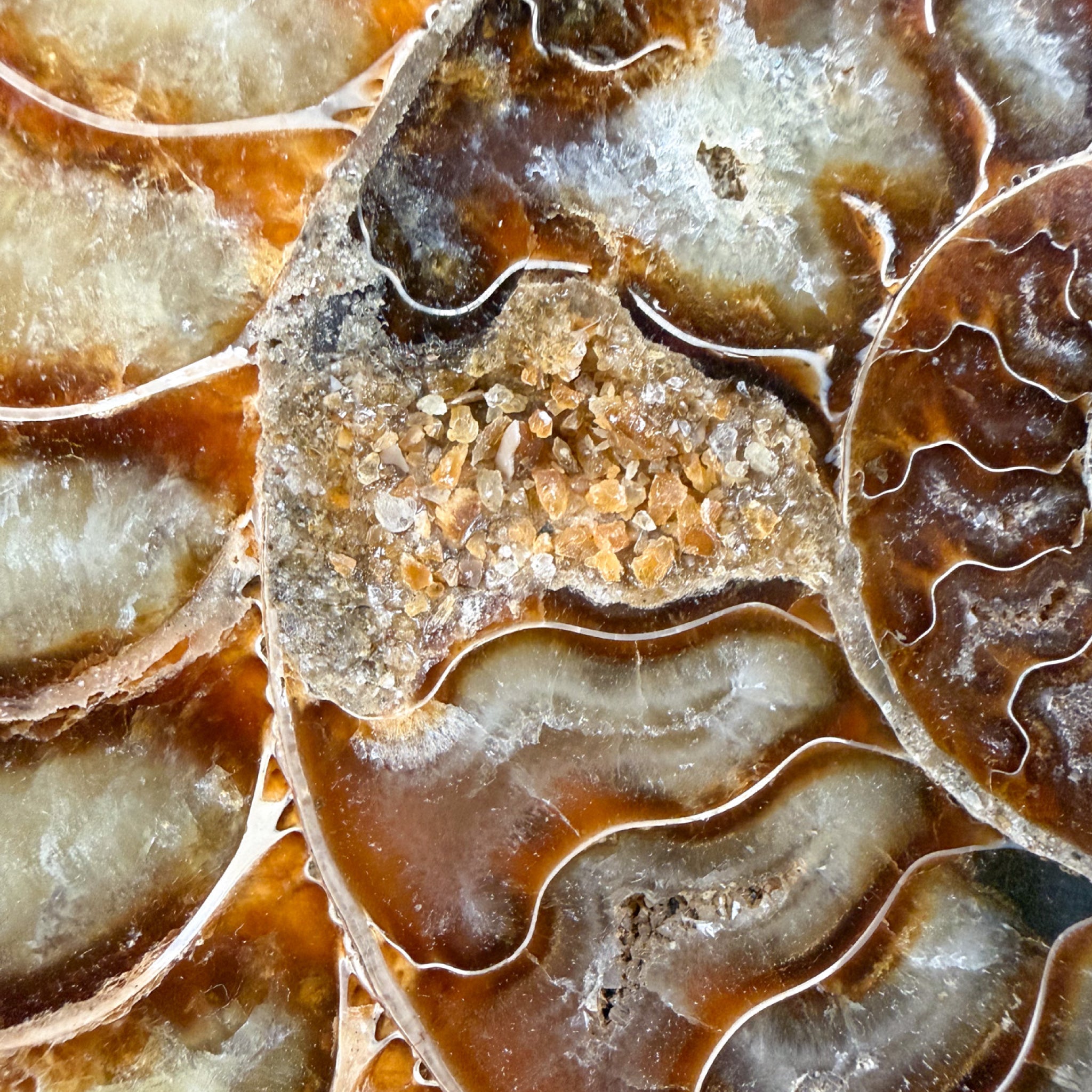 Close up of Calcite crystals in Ammonite chambers