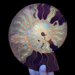 Ammonite fossil displaying UV Fluorescence