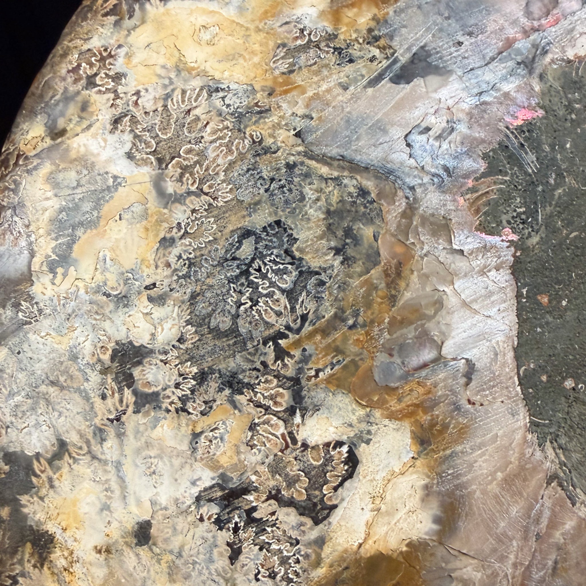 Close up of Dendritic suture marks on Ammonite Shell