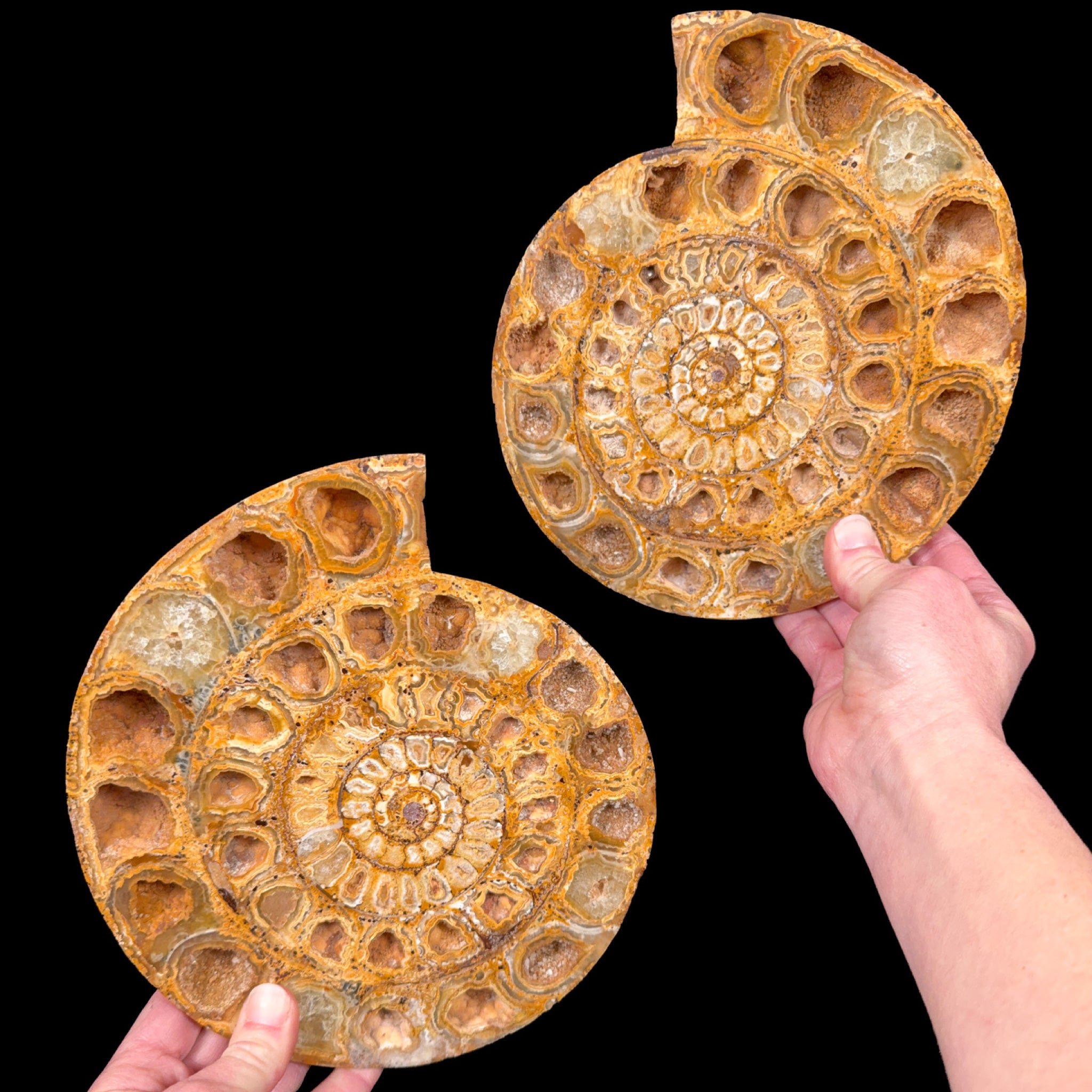 Large Perisphinctes Ammonite Pair