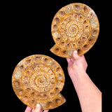 Perisphinctes Ammonite Pair from Madagascar