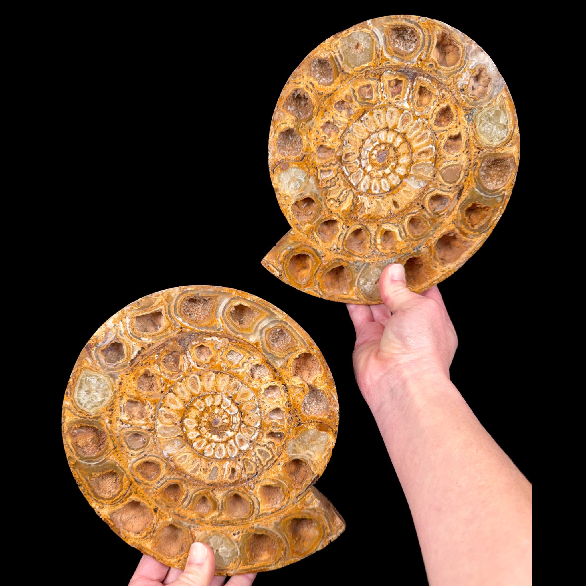 Perisphinctes Ammonite Pair from Madagascar