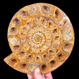Fossil Ammonite variety Perisphinctes