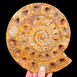 Large Split Pair Fossil Ammonite Shell
