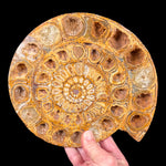 Large Split Pair Fossilized Ammonite 