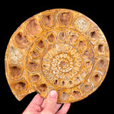 Split Pair Ammonite Fossil from Madagascar