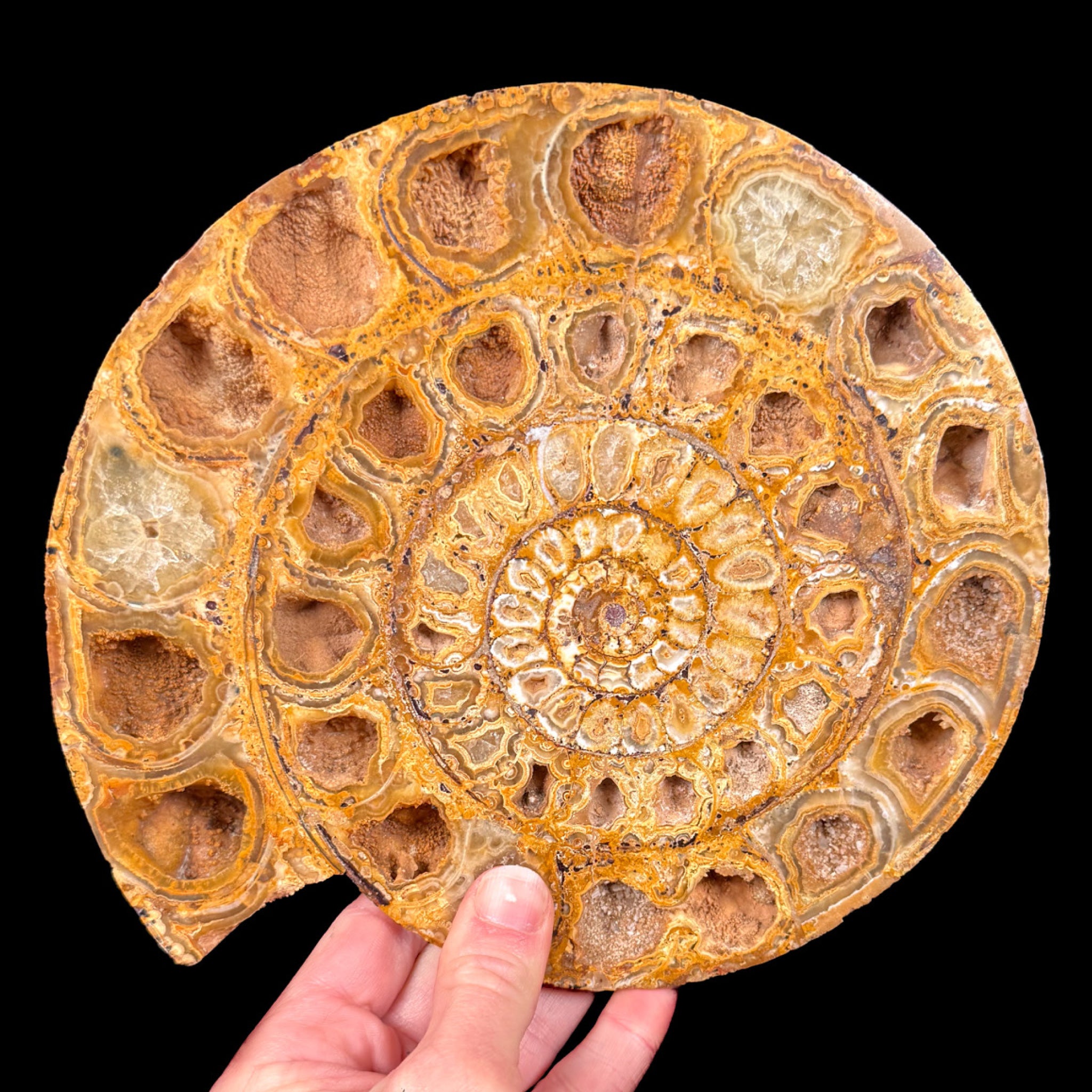 Split Pair Ammonite Fossil from Madagascar