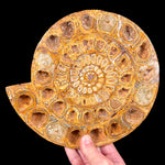 Perisphinctes Ammonite Fossil Pair from Madagascar