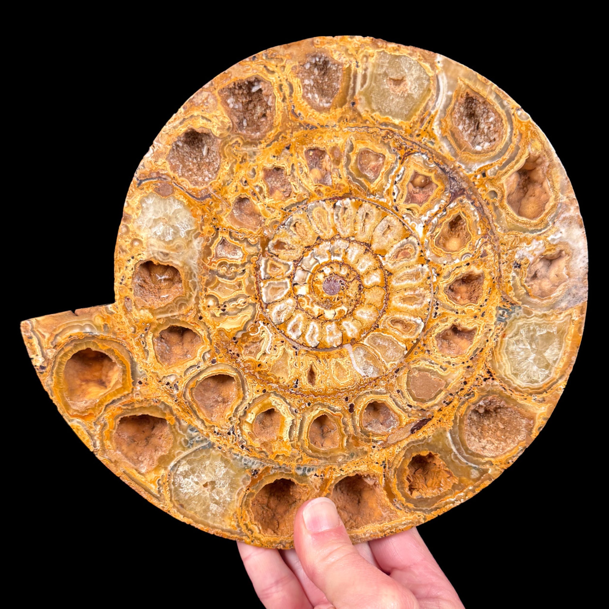 Perisphinctes Ammonite Fossil Pair from Madagascar