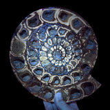 Ammonite Fossil displaying UV Fluorescence