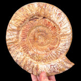 Exterior of Ammonite Fossil 