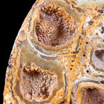 Calcite Crystals in Ammonite Fossil growth chambers