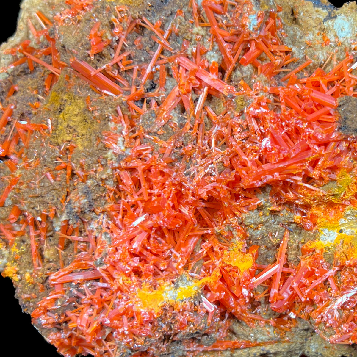 Close up of red orange crystals of Crocoite