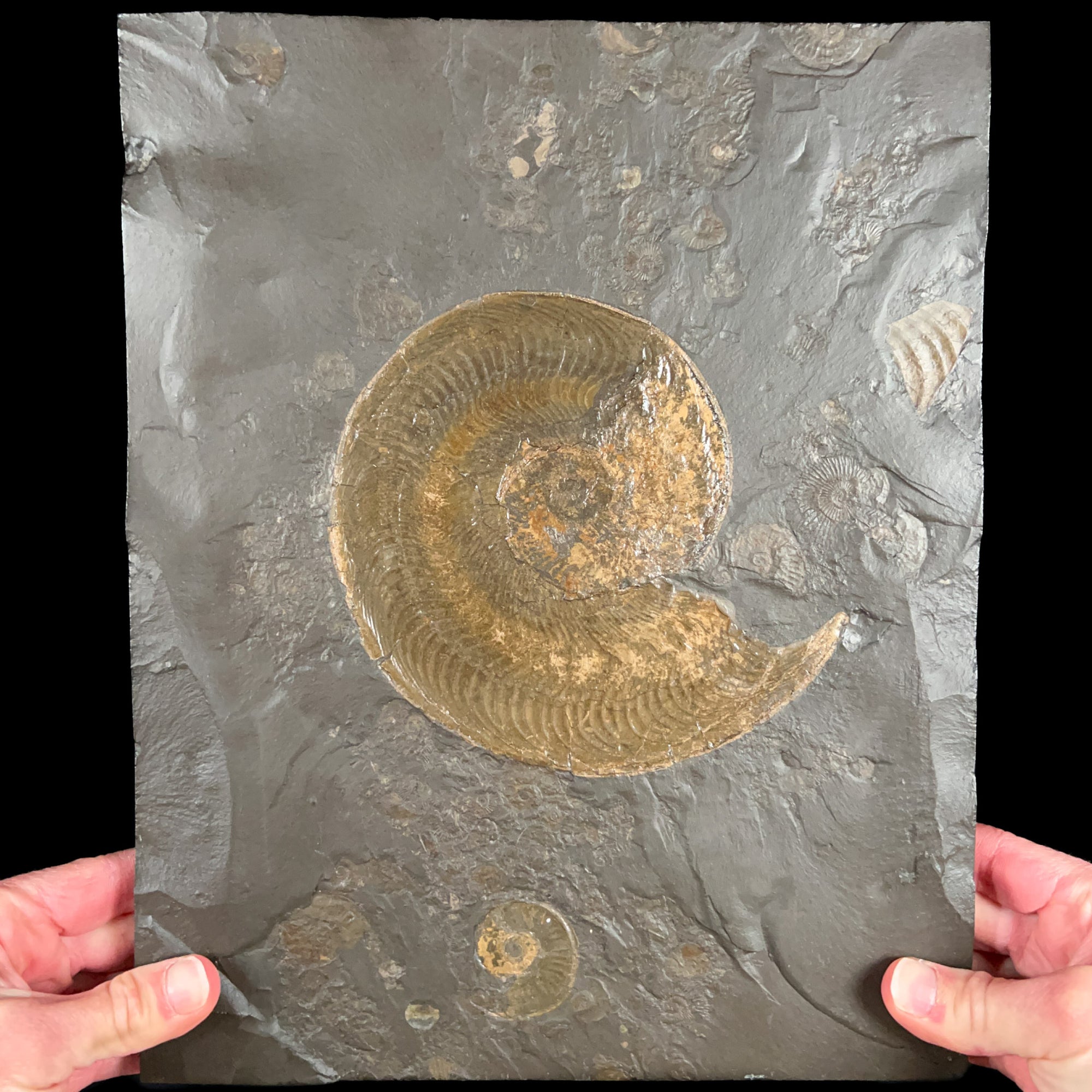 Large Harpoceras Ammonite Fossil Plate