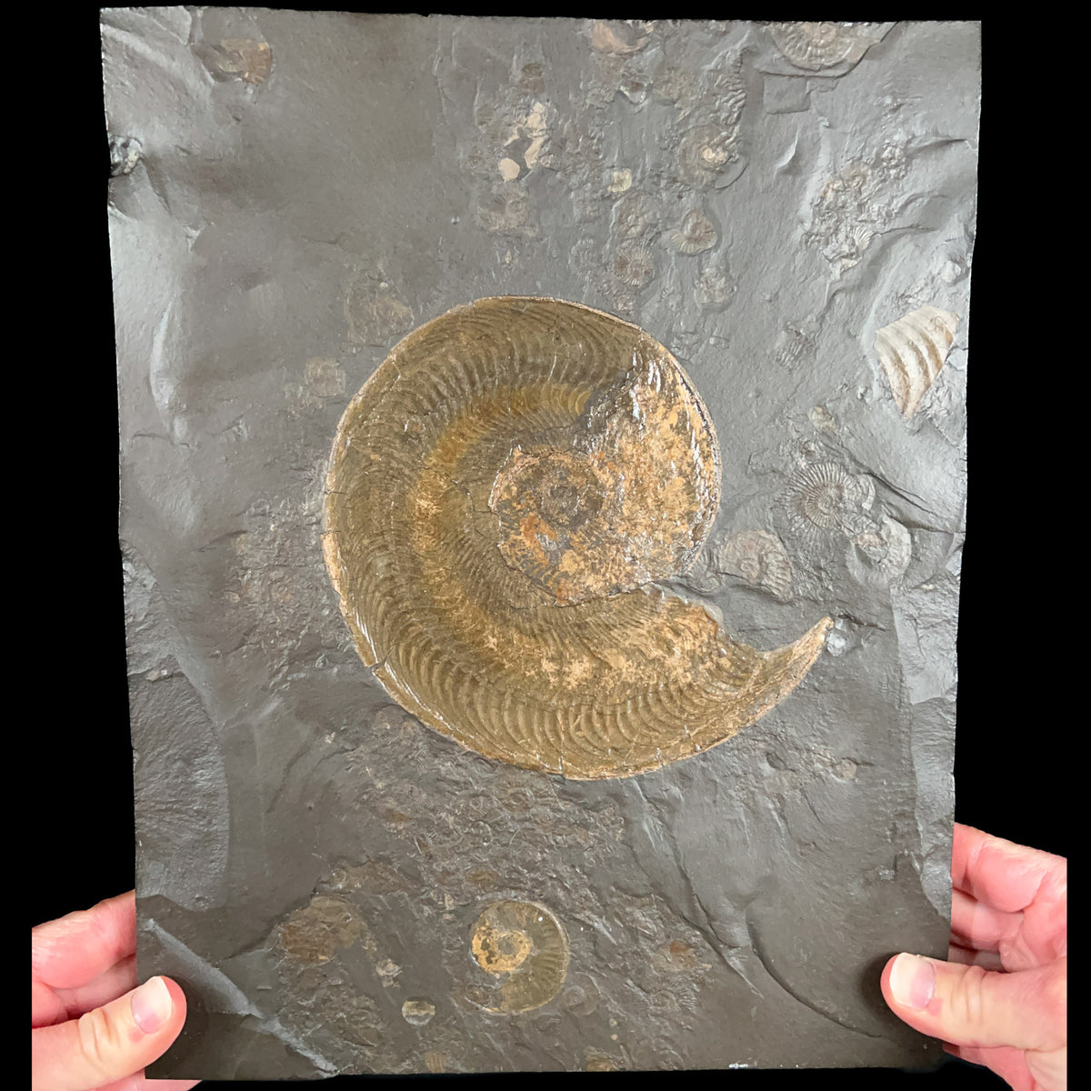 Large Harpoceras Ammonite Fossil Plate from Holzmaden Germany