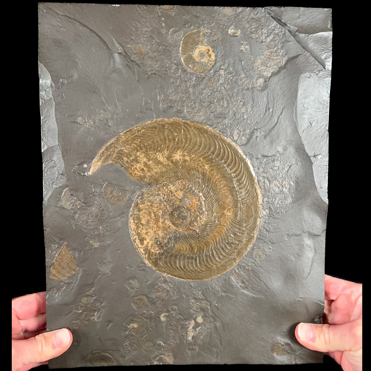 Large Harpoceras Ammonite and Dactyliocerasa Fossil Plate