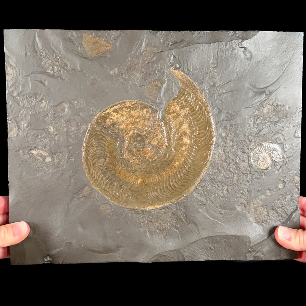 Large Pyrite Replaced Harpoceras Ammonite Fossil Plate