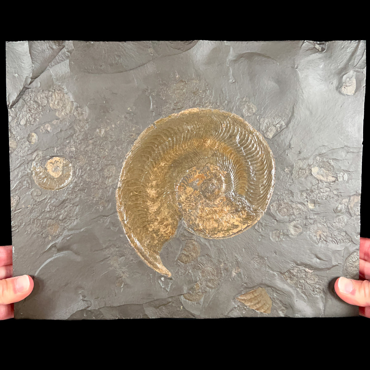 Large Pyritized Harpoceras Ammonite Fossil Plate