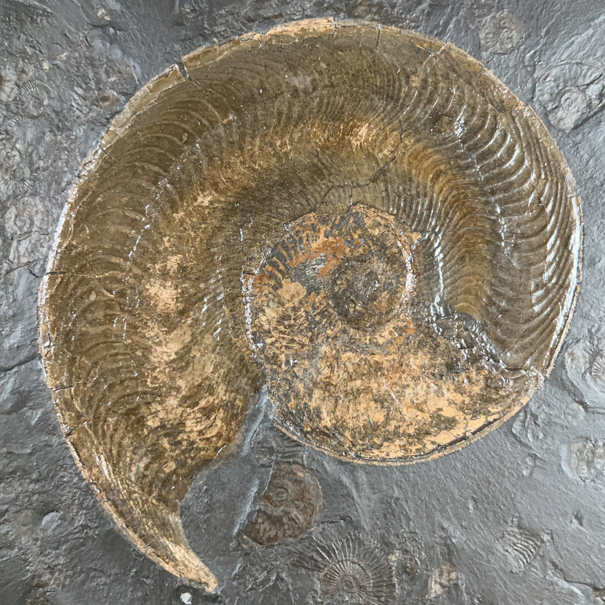 Close Up of Pyritized Harpoceras Ammonite Fossil