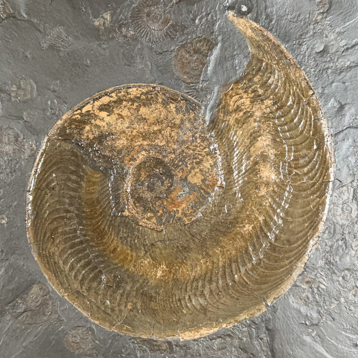 Close Up of Harpoceras Ammonite Fossil