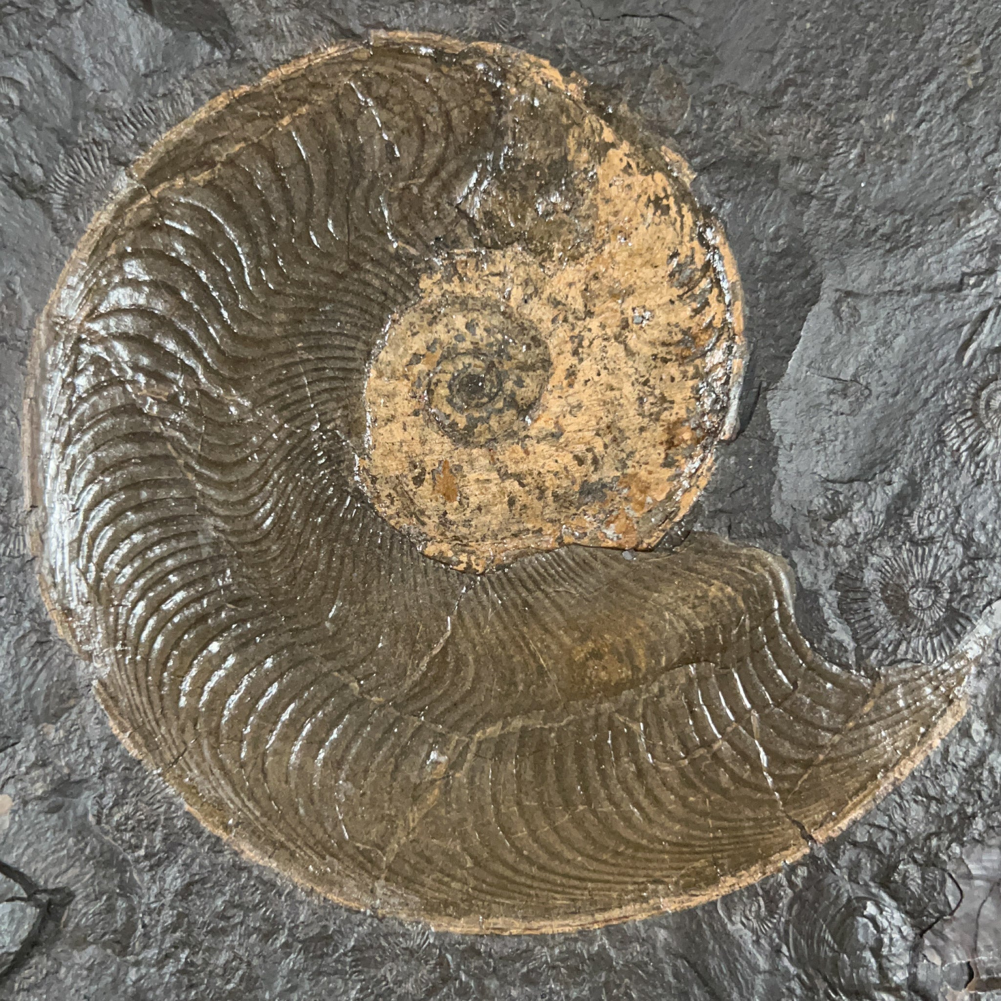 Detailed View of Pyritized Harpoceras Ammonite Fossil