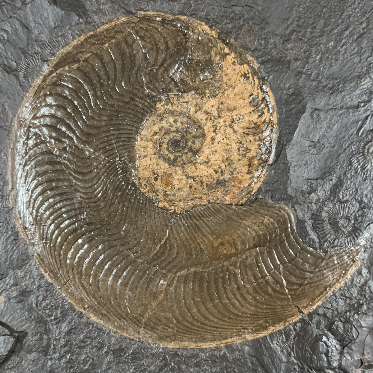 Detailed View of Pyritized Harpoceras Ammonite Fossil
