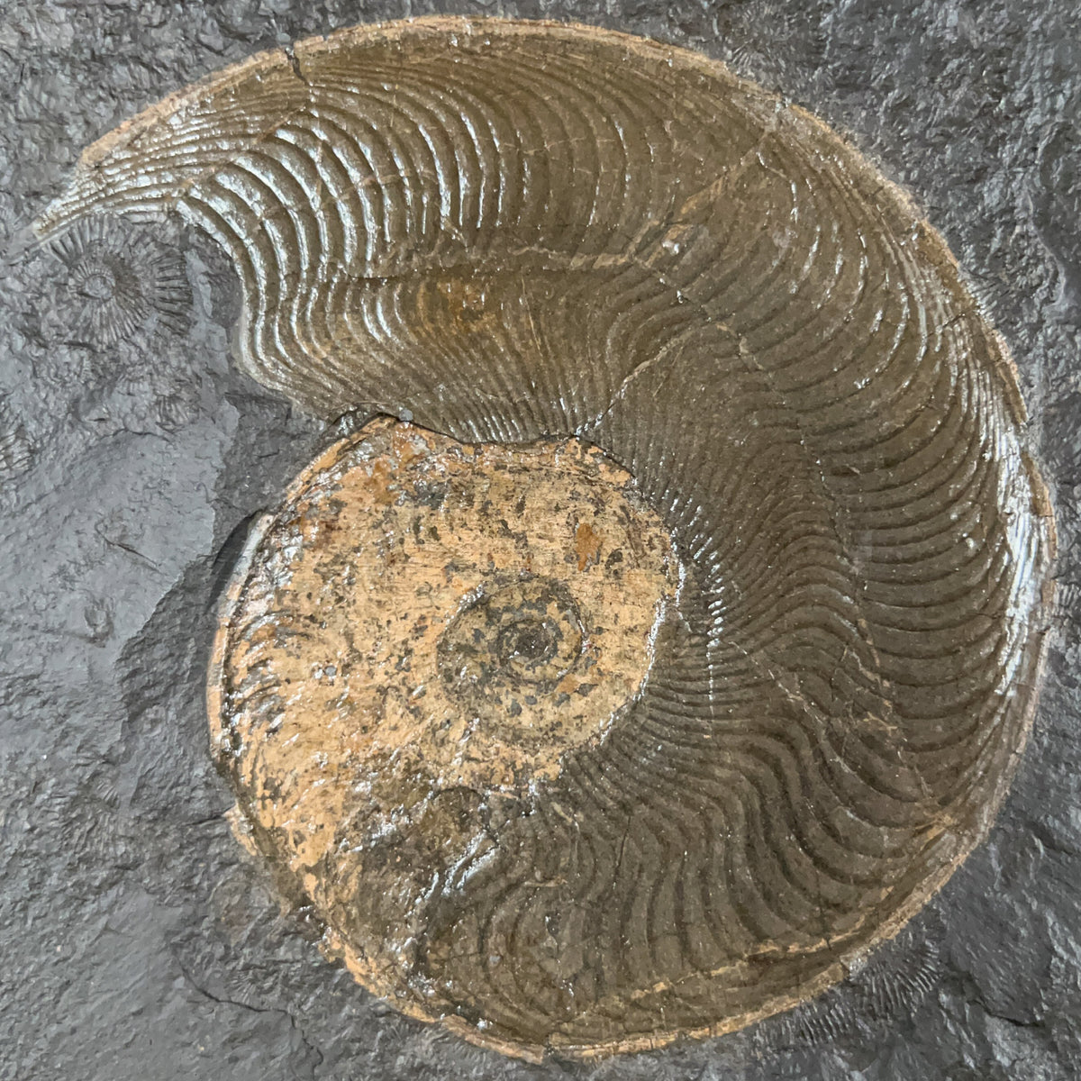 Detailed View of Pyrite Replaced Harpoceras Ammonite Fossil