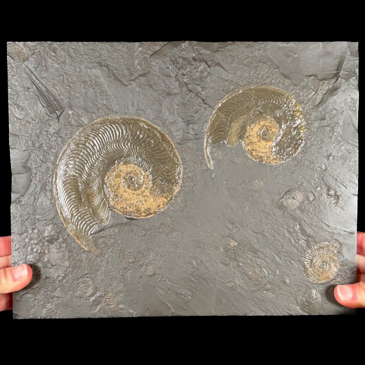 Large Harpoceras Ammonite and Dactylioceras Fossil in Shale Matrix Germany