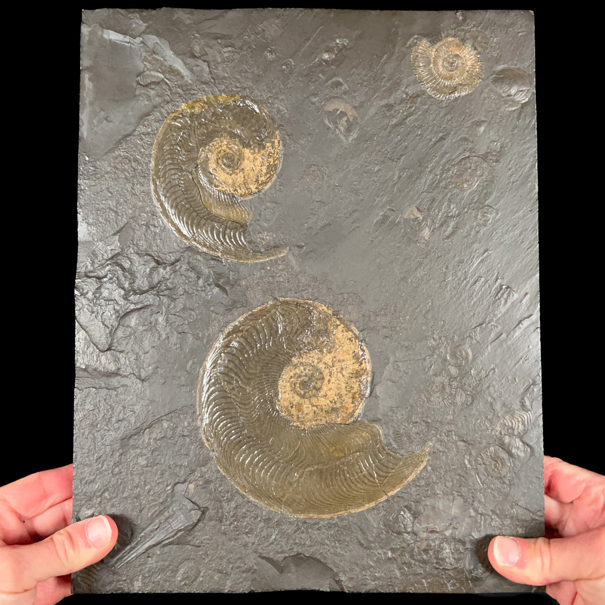 Large Harpoceras Ammonite and Dactylioceras Fossil Plate