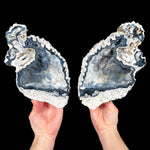 Fossilized Coral Pair from Tampa Bay Florida